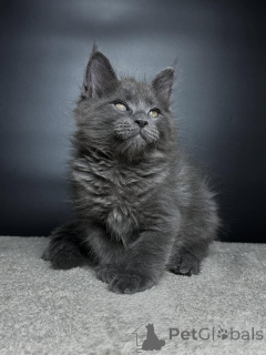 Zdjęcie №3. Poznaj Leo, naszego majestatycznego lwa o sercu pełnym miłości. Silny, lojalny i. Niemcy