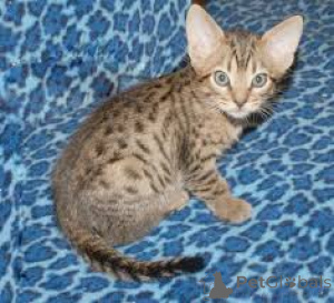 Zdjęcie №3. Chatons Ocicat dostępne à la vente.. Belgia