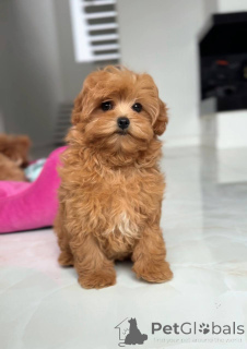 Zdjęcie №3. Kobieta Maltanka. Ukraina