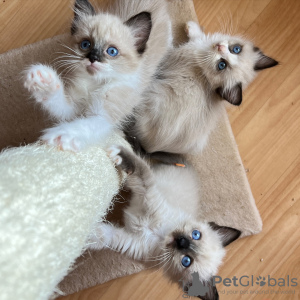 Zdjęcie №1.  - na sprzedaż w Rzym | negocjowane | Zapowiedź № 133540