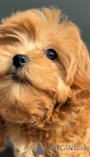 Zdjęcie №2 do zapowiedźy № 164612 na sprzedaż  maltańczyk - wkupić się Ukraina hodowca