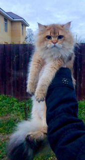 Zdjęcie №1. kot brytyjski długowłosy - na sprzedaż w Niżny Nowogród | Negocjowane | Zapowiedź № 3791