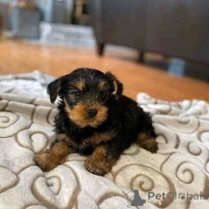 Zdjęcie №1. łajka jakucka, yorkshire terrier - na sprzedaż w Berlin | 2631zł | Zapowiedź №162841