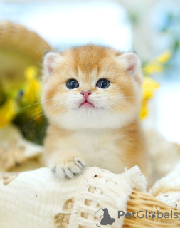 Zdjęcie №4. Sprzedam kot brytyjski krótkowłosy w Bruksela. hodowca - cena - negocjowane