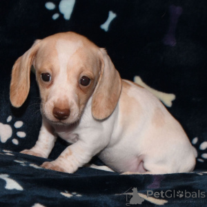 Zdjęcie №1.  - na sprzedaż w Berlin | 1674zł | Zapowiedź №136026