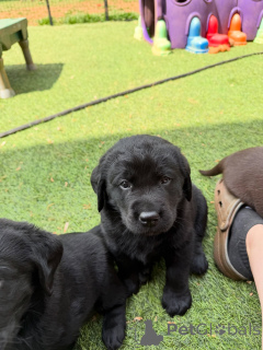 Zdjęcie №1. labrador retriever - na sprzedaż w Aarhus | negocjowane | Zapowiedź №171284