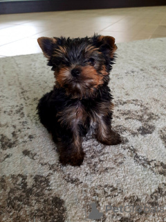 Zdjęcie №2 do zapowiedźy № 35878 na sprzedaż  yorkshire terrier - wkupić się Niemcy prywatne ogłoszenie