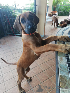 Dodatkowe zdjęcia: Sprzedam szczenięta rasy Rhodesian Ridgeback