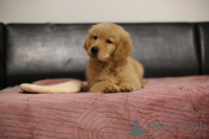Zdjęcie №4. Sprzedam golden retriever w Łódź. hodowca - cena - 13394zł