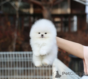 Zdjęcie №1. szpic miniaturowy - na sprzedaż w Norymberga | 1691zł | Zapowiedź №167357