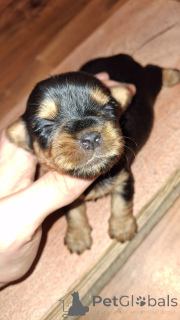 Zdjęcie №3. Miniaturowe Yorksowie.. Estonia