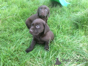 Zdjęcie №2 do zapowiedźy № 126472 na sprzedaż  labrador retriever - wkupić się Holandia prywatne ogłoszenie