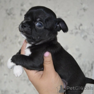 Zdjęcie №1. chihuahua (rasa psów) - na sprzedaż w Freiburg | negocjowane | Zapowiedź №178090