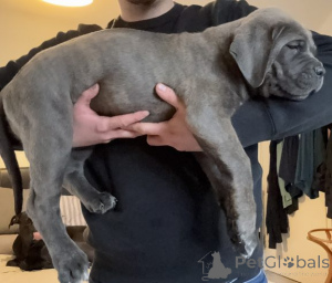 Zdjęcie №2 do zapowiedźy № 175106 na sprzedaż  cane corso - wkupić się Niemcy prywatne ogłoszenie