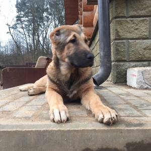 Zdjęcie №2 do zapowiedźy № 4944 na sprzedaż  owczarek środkowoazjatycki - wkupić się Białoruś 