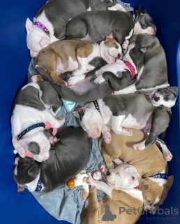Zdjęcie №3. Szczenięta Pitbull Terrier na sprzedaż. USA