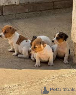 Zdjęcie №1. jack russell terrier - na sprzedaż w Mediolan | 3348zł | Zapowiedź №165791