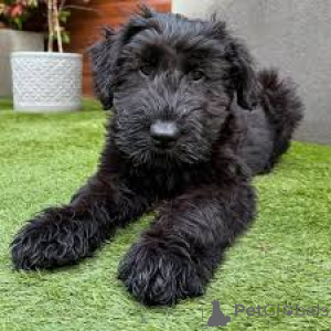 Zdjęcie №3. Sprzedam szczenięta sznaucera. Holandia