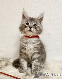Zdjęcie №1. maine coon - na sprzedaż w Genestroo | 1674zł | Zapowiedź № 178738