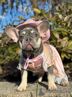 Zdjęcie №1. buldog francuski - na sprzedaż w Monachium | 2583zł | Zapowiedź №156369