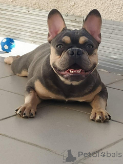 Dodatkowe zdjęcia: Śliczne szczenięta buldoga francuskiego.