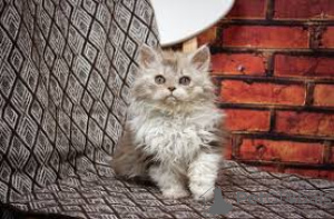 Zdjęcie №4. Sprzedam selkirk rex krótkowłosy w Bruksela. prywatne ogłoszenie, hodowca - cena - 2392zł