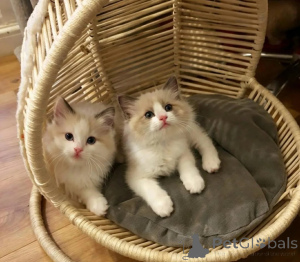 Zdjęcie №1. ragdoll - na sprzedaż w Kleinmachnow | 1674zł | Zapowiedź № 178182