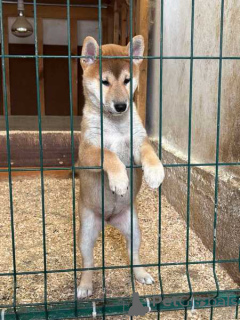 Zdjęcie №2 do zapowiedźy № 160577 na sprzedaż  shiba - wkupić się Serbia 