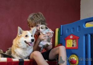 Zdjęcie №3. Szczeniak walijskiego corgi. Niemcy