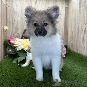 Zdjęcie №1. szpic miniaturowy - na sprzedaż w Berlin | 2153zł | Zapowiedź №136007