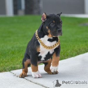 Zdjęcie №3. Sprzedam szczenięta rasy American Pit Bull Terrier. USA