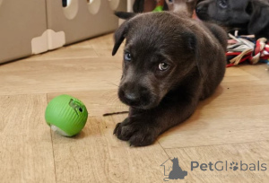 Zdjęcie №2 do zapowiedźy № 156077 na sprzedaż  labrador retriever - wkupić się Niemcy hodowca