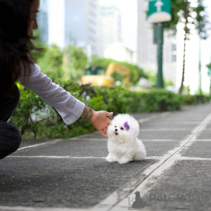 Zdjęcie №2 do zapowiedźy № 138646 na sprzedaż  bichon frise - wkupić się Wielka Brytania 