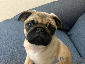 Zdjęcie №4. Sprzedam  w Berlin.  - cena - 3109zł