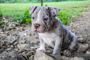 Dodatkowe zdjęcia: American Bully kieszonkowy merle