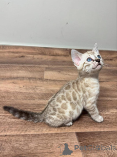 Zdjęcie №1. kot bengalski - na sprzedaż w Karlskrona | 3588zł | Zapowiedź № 153277