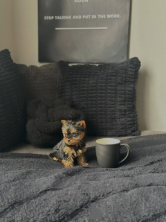 Zdjęcie №3. Słodki Yorkshire Terrier Szczenięta Idealnymi towarzyszami rodziny. Niemcy