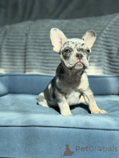 Zdjęcie №2 do zapowiedźy № 155481 na sprzedaż  buldog francuski - wkupić się Niemcy hodowca