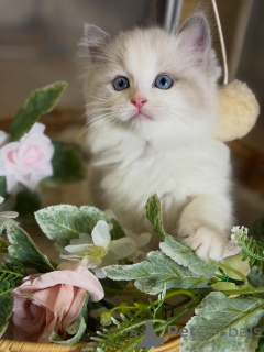 Zdjęcie №1. ragdoll - na sprzedaż w Passau | negocjowane | Zapowiedź № 170003
