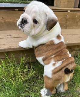 Zdjęcie №3. Süße angielski Bulldogge Welpen. Niemcy