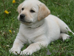 Zdjęcie №3. Underbara Golden Retriever-Valpar do adopcji. (46700485892). Szwecja