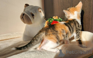 Zdjęcie №4. Sprzedam kot europejski krótkowłosy w Wiedeń. prywatne ogłoszenie - cena - negocjowane