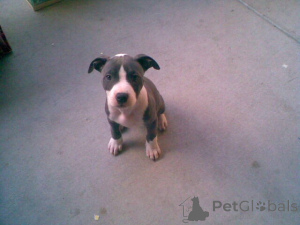 Zdjęcie №2 do zapowiedźy № 137549 na sprzedaż  amerykański pitbulterier - wkupić się Monaco prywatne ogłoszenie