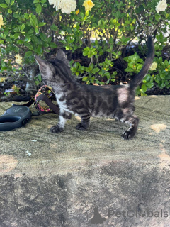 Zdjęcie №1. kot bengalski - na sprzedaż w Aarau | 3588zł | Zapowiedź № 152640