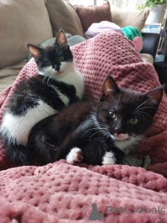 Zdjęcie №1. kot egipski mau - na sprzedaż w Hongkong | 11585zł | Zapowiedź № 160721