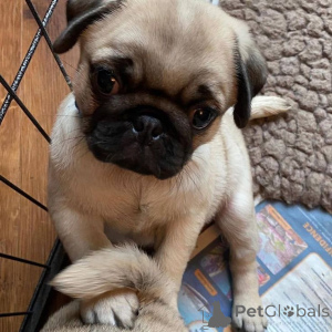 Zdjęcie №3. Uroczy szczeniak mops do adopcji!. Republika Czeska