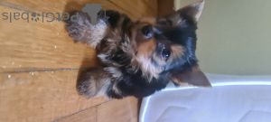 Zdjęcie №4. Sprzedam yorkshire terrier w Афины. prywatne ogłoszenie - cena - negocjowane