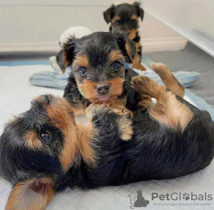 Zdjęcie №1. yorkshire terrier - na sprzedaż w San Francisco Township | 1585zł | Zapowiedź №112523