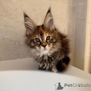 Zdjęcie №3. Puszysty czarny kociak Maine Coon w kolorze dymu, efektowny i zabawny towarzysz. Republika Czeska