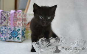 Zdjęcie №1. maine coon - na sprzedaż w Detmold | 4305zł | Zapowiedź № 160424